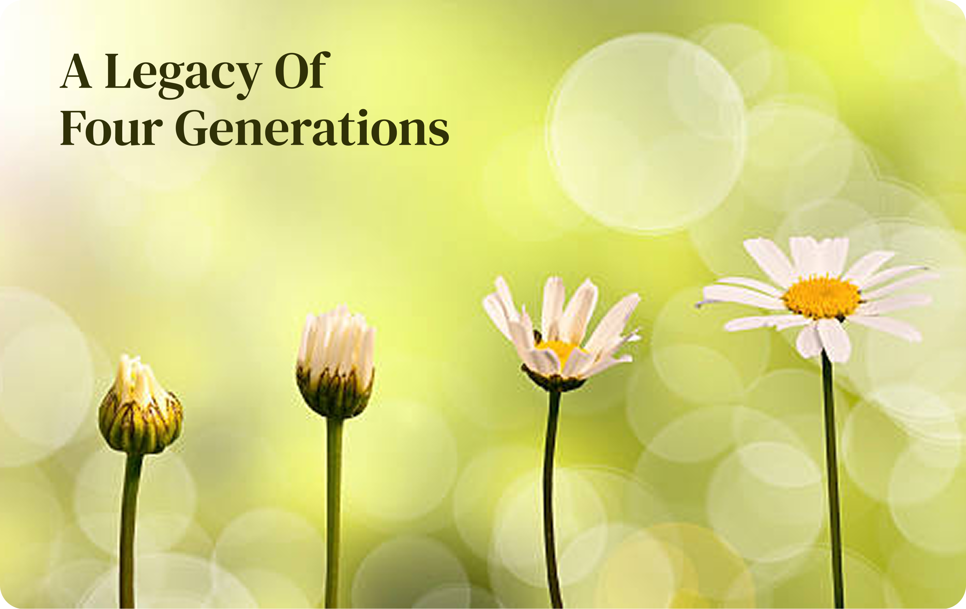 Four daisies in stages of bloom from bud to open flower, representing four generations of care.